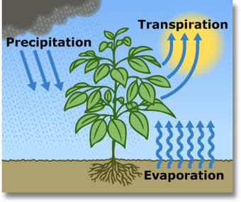 ET as part of the water cycle